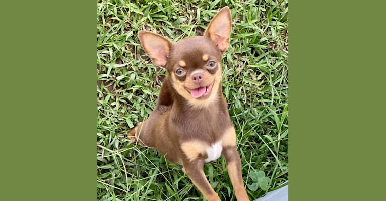 Barbie, a Chihuahua tested with EmbarkVet.com