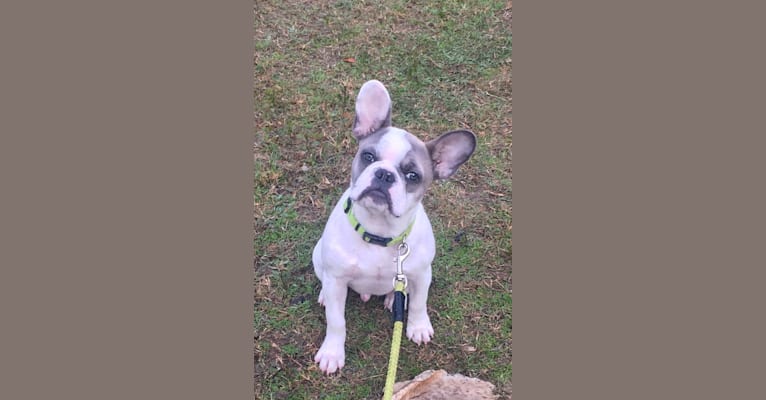 Huxley, a French Bulldog tested with EmbarkVet.com