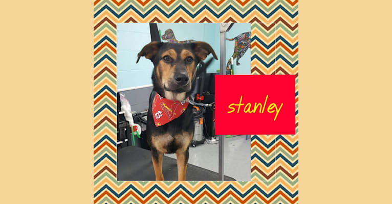 Stanley, a German Shepherd Dog and Labrador Retriever mix tested with EmbarkVet.com