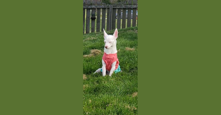 Snow, a Russell-type Terrier and Chihuahua mix tested with EmbarkVet.com
