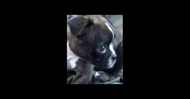 Photo of Ladybug, a Boston Terrier and Pug mix in Indiana, USA