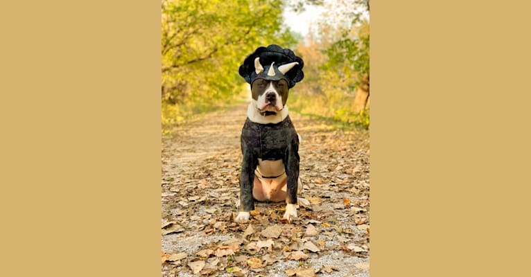 Sul, an American Bully and American Pit Bull Terrier mix tested with EmbarkVet.com
