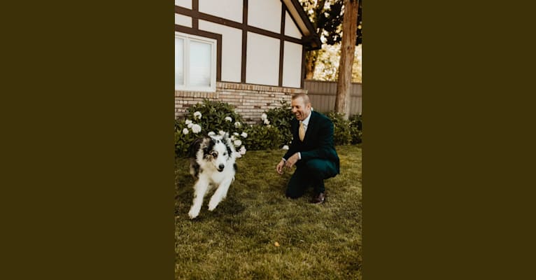 Darby, a Border Collie and Australian Shepherd mix tested with EmbarkVet.com
