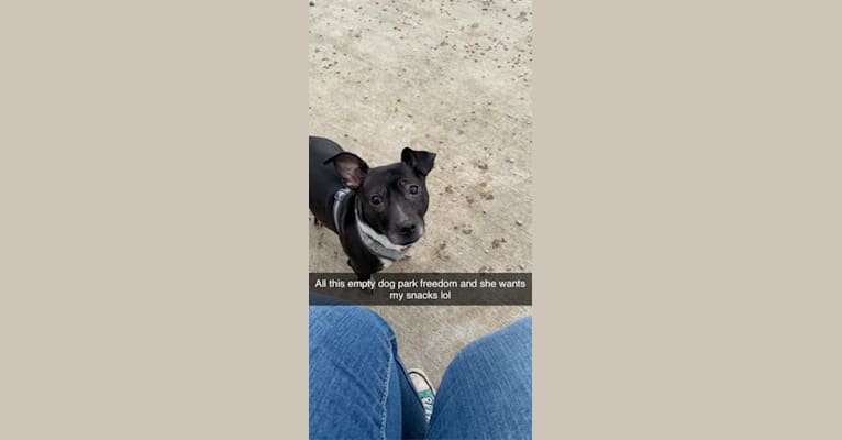Photo of Caly, a Chihuahua, Boston Terrier, Pug, American Staffordshire Terrier, Dachshund, and Mixed mix in Houston, Texas, USA