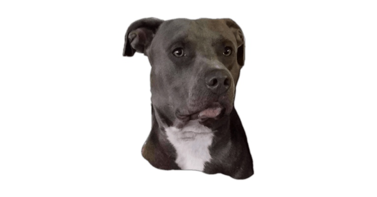 Jack, an American Staffordshire Terrier and American Pit Bull Terrier mix tested with EmbarkVet.com