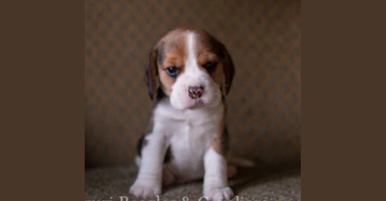Nick, a Beagle tested with EmbarkVet.com