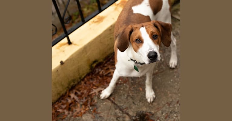 Photo of Ruthie, a Treeing Walker Coonhound  in Knoxville, TN, USA