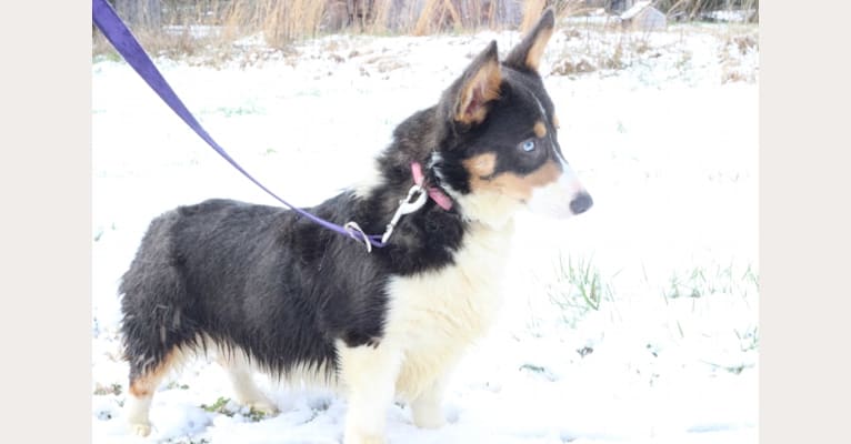 Butterball, a Pembroke Welsh Corgi tested with EmbarkVet.com
