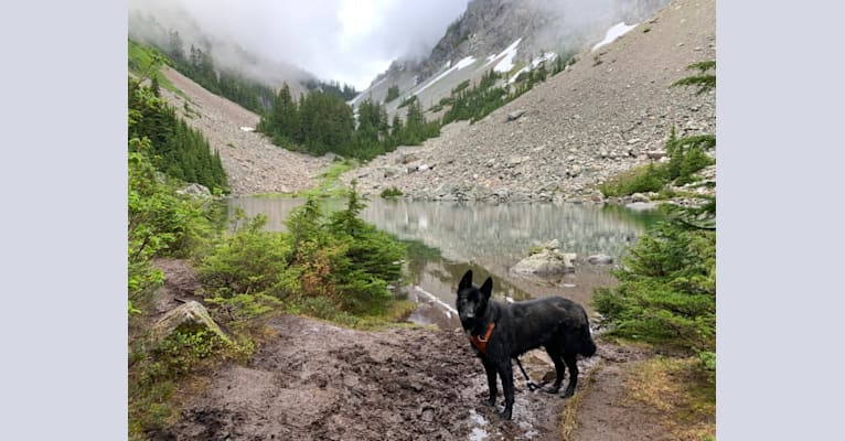Kai, a German Shepherd Dog and Siberian Husky mix tested with EmbarkVet.com