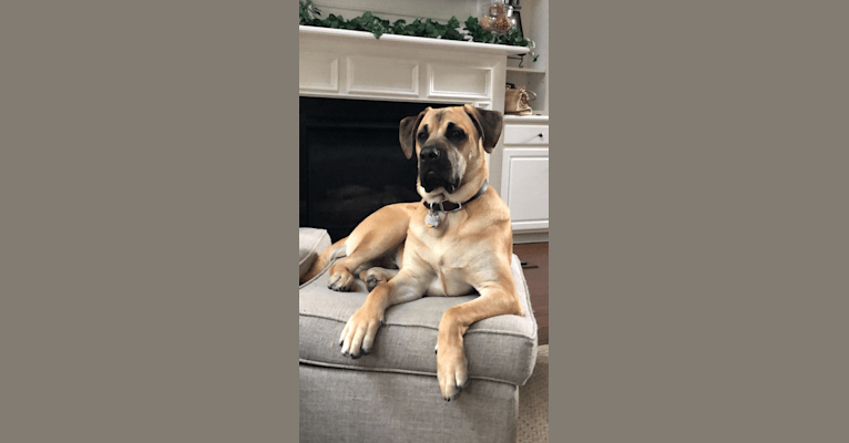 Baloo, a Cane Corso and Labrador Retriever mix tested with EmbarkVet.com