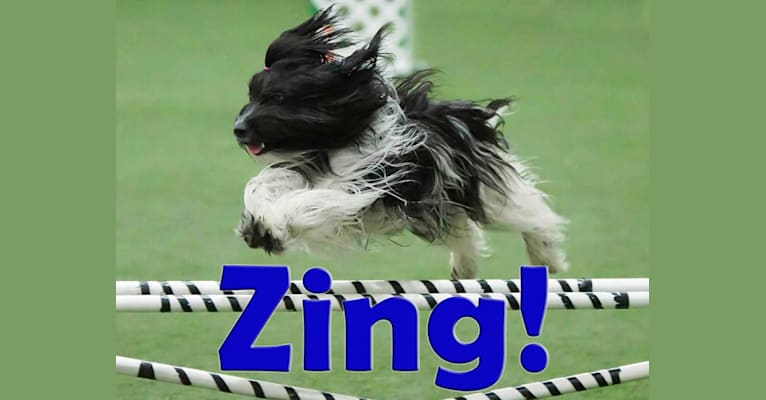 Zing!, a Schapendoes tested with EmbarkVet.com