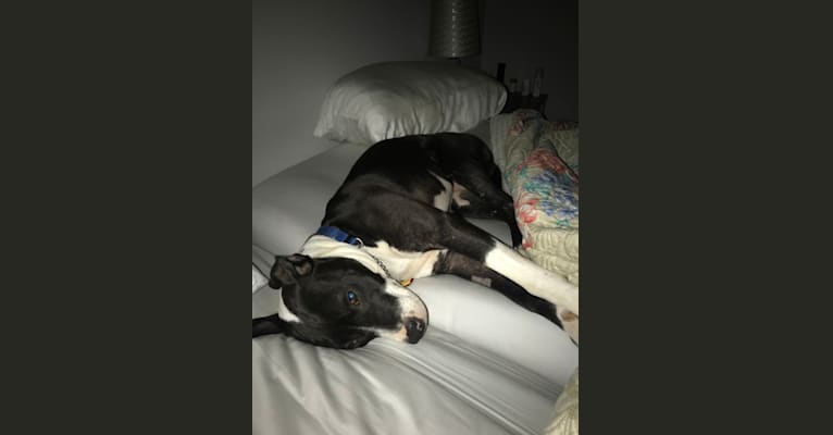 Photo of Logi, an American Pit Bull Terrier, American Staffordshire Terrier, and Labrador Retriever mix in Loogootee, IN, USA