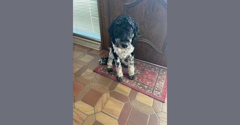 Photo of Beau, a Poodle (Standard)  in Wisconsin, USA