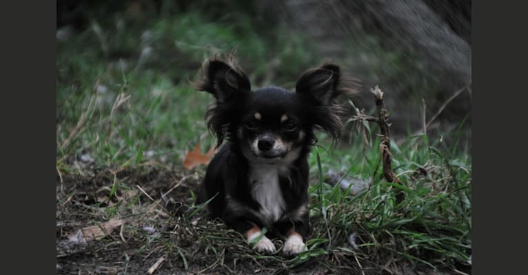 Elusive Acres Darkest Lullaby, a Chihuahua tested with EmbarkVet.com