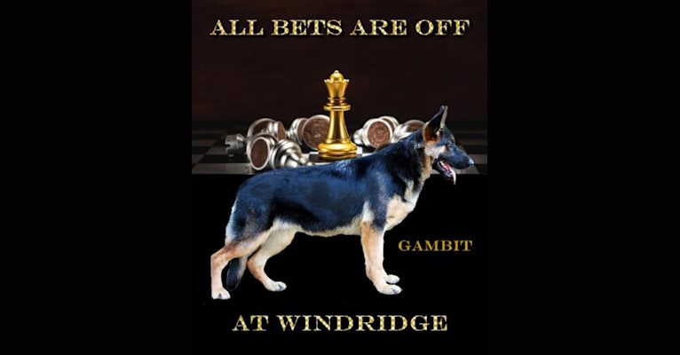 GAMBIT, a German Shepherd Dog tested with EmbarkVet.com
