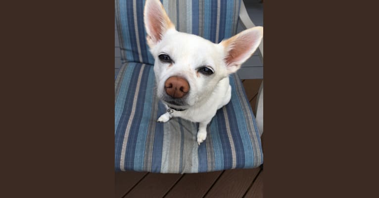 Biscuit, a Pomchi tested with EmbarkVet.com