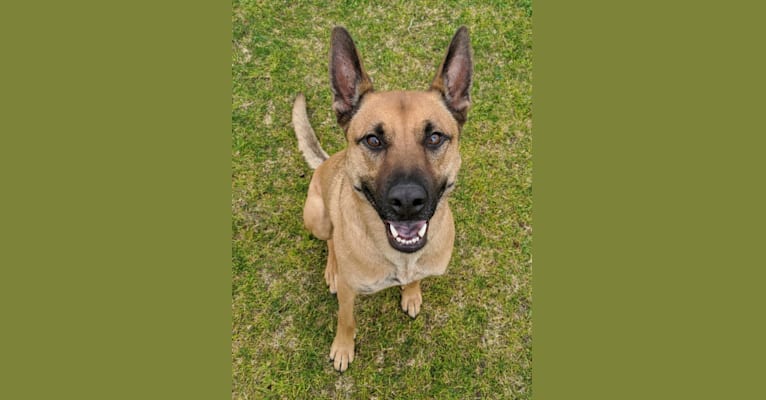 Enzo, a German Shepherd Dog and American Pit Bull Terrier mix tested with EmbarkVet.com