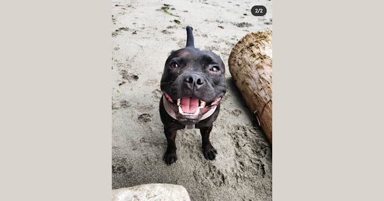 Photo of Theo, a Staffordshire Bull Terrier  in British Columbia, Canada