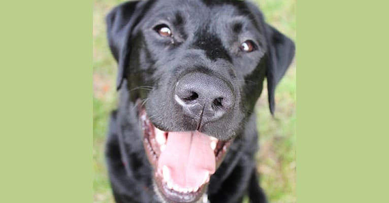 Joe, a Labrador Retriever tested with EmbarkVet.com