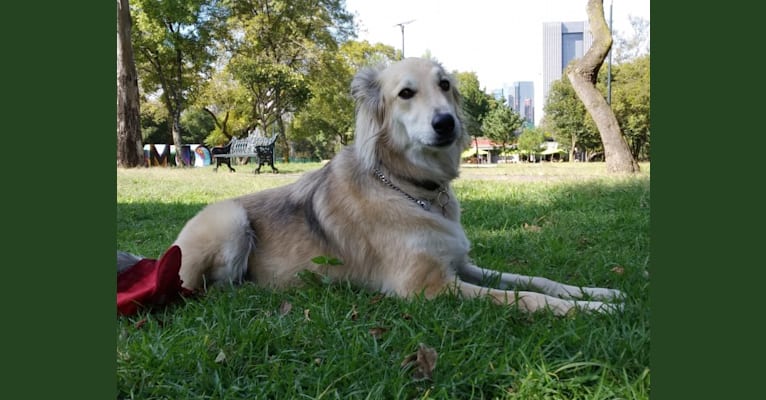 Chewbacca, a Golden Retriever and German Shepherd Dog mix tested with EmbarkVet.com