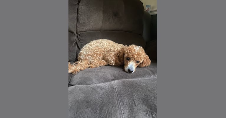 Cutie Pie, a Poodle (Small) and Bichon Frise mix tested with EmbarkVet.com