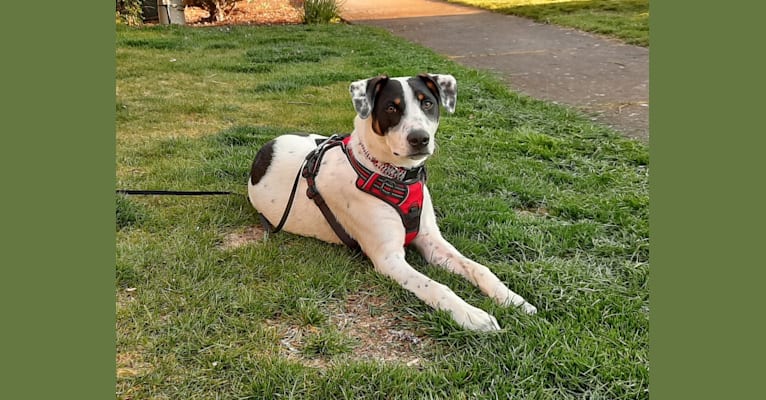 Dame, an American Pit Bull Terrier and Australian Cattle Dog mix tested with EmbarkVet.com