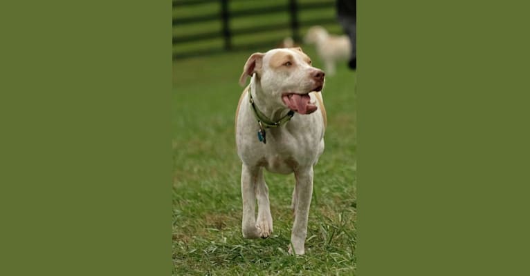 Jagger, a Staffordshire Terrier and Boxer mix tested with EmbarkVet.com