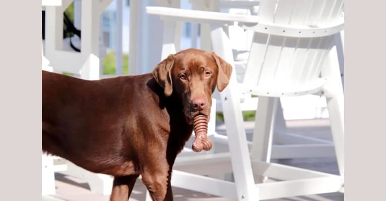 Cooper, a Labrador Retriever and Redbone Coonhound mix tested with EmbarkVet.com