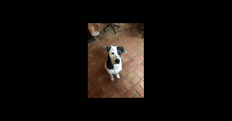 Photo of Toby, an American Pit Bull Terrier, Great Pyrenees, English Shepherd, and American Bulldog mix in Newtown, Connecticut, USA