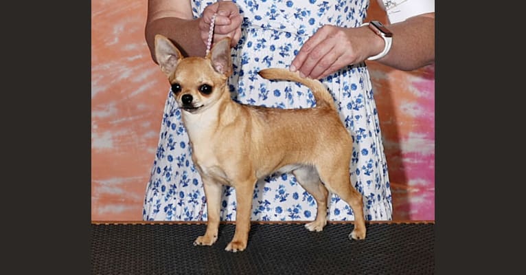 Extra, a Chihuahua tested with EmbarkVet.com