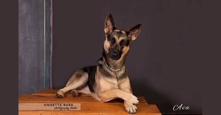 Ava Lynch, a German Shepherd Dog tested with EmbarkVet.com
