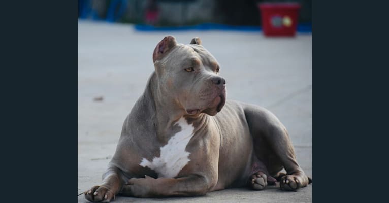 Xena, an American Bully tested with EmbarkVet.com