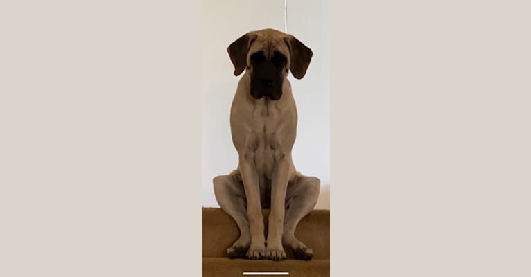 Lady, a Mastiff tested with EmbarkVet.com