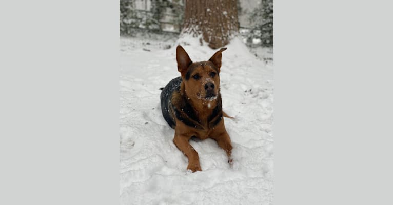 Tommy, an Australian Cattle Dog and German Shepherd Dog mix tested with EmbarkVet.com