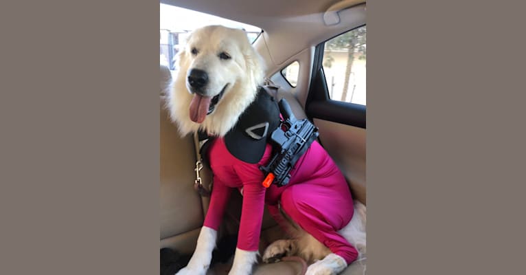Looney “Chik’in Mini Bandit” Bear, a Great Pyrenees tested with EmbarkVet.com
