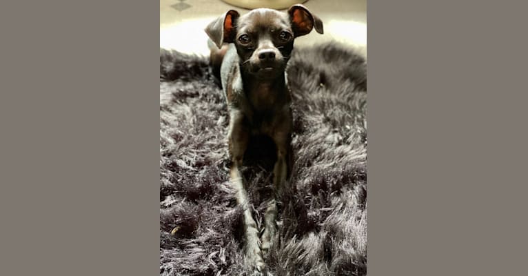 Bonsai, a Chihuahua and American Eskimo Dog mix tested with EmbarkVet.com