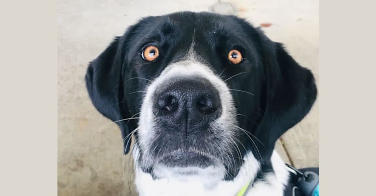 Millie, a Labrador Retriever and Great Pyrenees mix tested with EmbarkVet.com