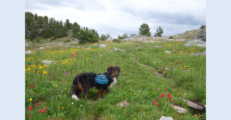 Photo of Burley, an English Shepherd  in Washington, USA