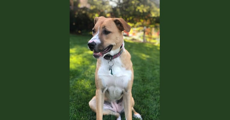 Roo, an Anatolian Shepherd Dog and Border Collie mix tested with EmbarkVet.com