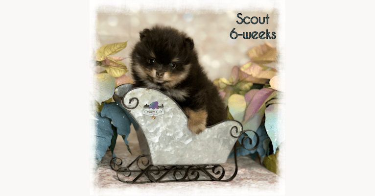 Scout, a Pomeranian tested with EmbarkVet.com