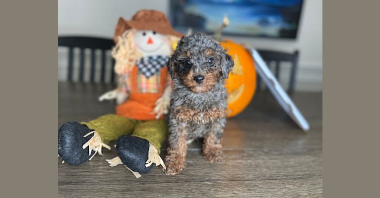 Pumpkin, a Poodle (Small) tested with EmbarkVet.com