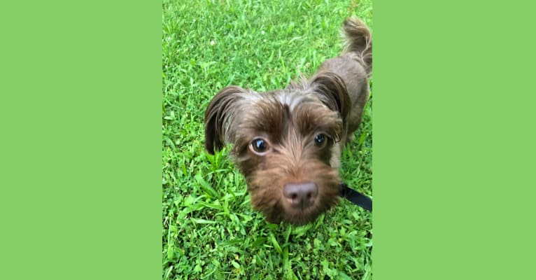 Googie, a Yorkshire Terrier and Shih Tzu mix tested with EmbarkVet.com