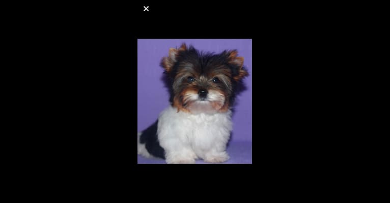 Tiny Tim (Timmy), a Biewer Terrier tested with EmbarkVet.com