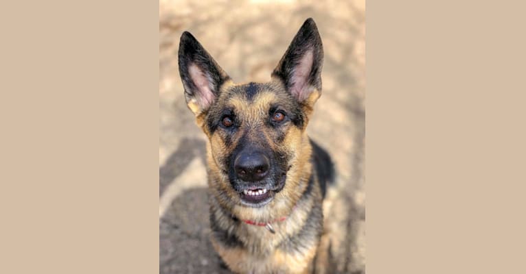 Ava Lynch, a German Shepherd Dog tested with EmbarkVet.com