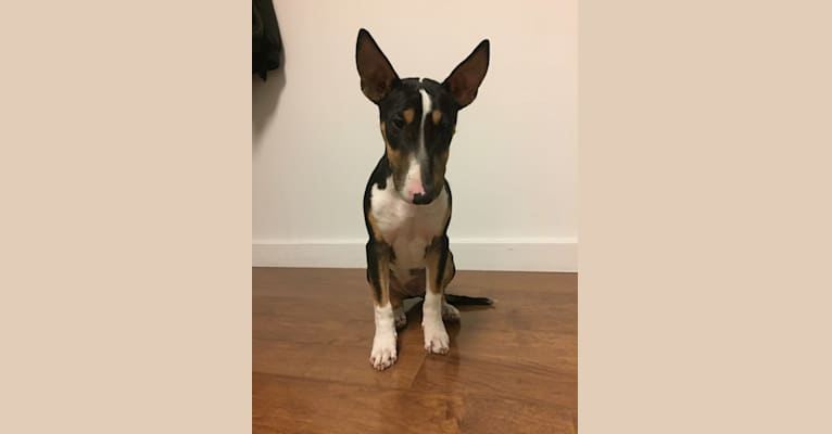 Tycho, a Bull Terrier tested with EmbarkVet.com