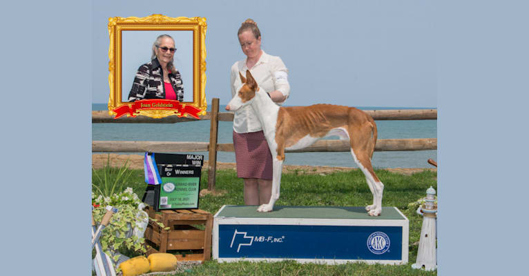 Legend, an Ibizan Hound tested with EmbarkVet.com