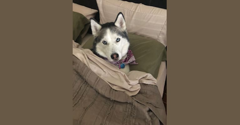 Opie, a Siberian Husky tested with EmbarkVet.com
