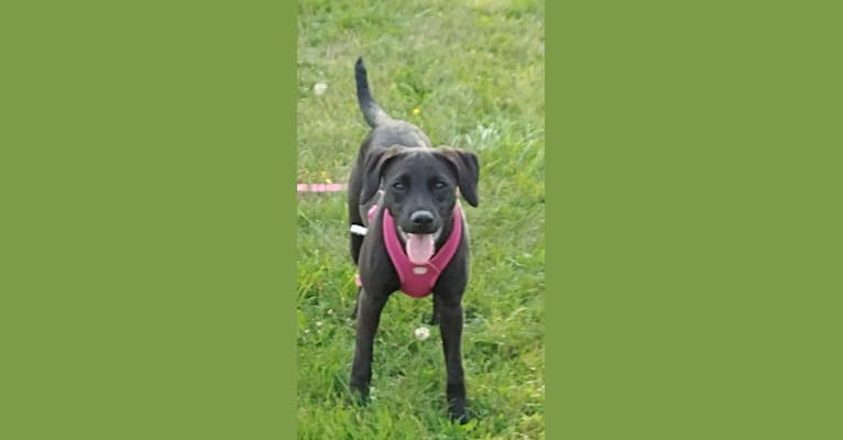 Lexi, a Labrador Retriever and Beagle mix tested with EmbarkVet.com
