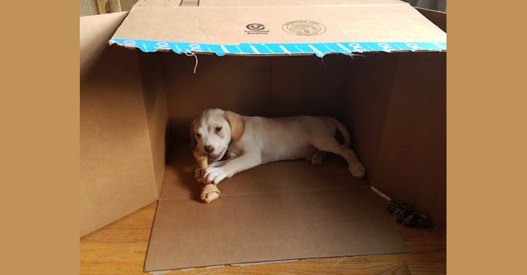 A.J., a Staffordshire Terrier and Labrador Retriever mix tested with EmbarkVet.com