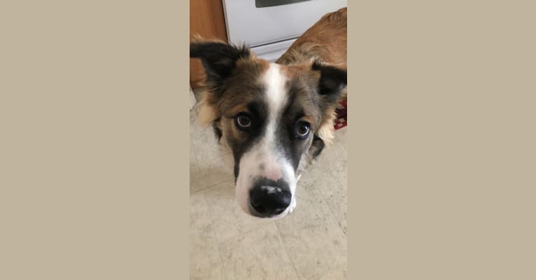 Otis, an Australian Cattle Dog and Border Collie mix tested with EmbarkVet.com